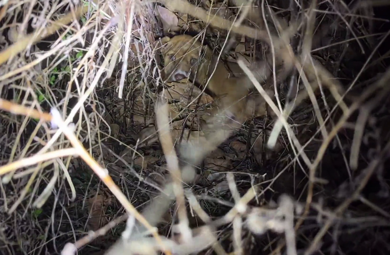 flir stray dog rescue.png